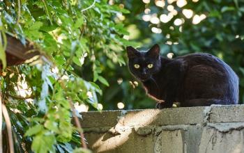 Black community cat sitting on concrete wall