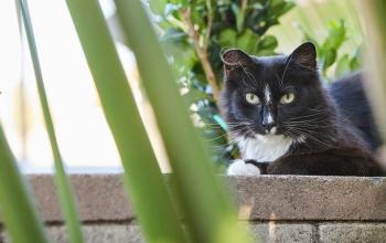 Black and white feral cat lying on a ledge 
