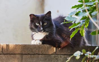 black and white community cat sitting on outdoor wall