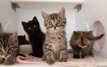 Four kittens sitting in white cage 