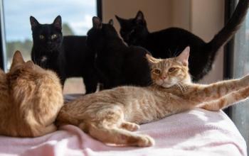 Three black cats and two orange cats lying on pink blanket