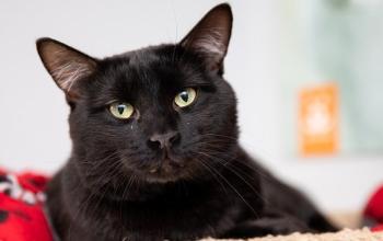 Black cat lying on red blanket