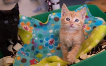 Black kitten and orange kitten in green basket with blankets