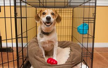 Tan and white puppy in a crate