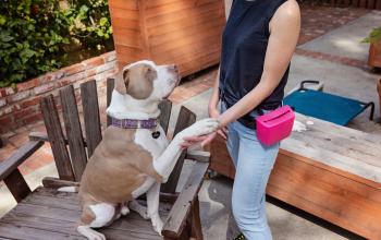 dog holding out paw for trainer
