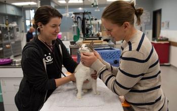 Vet examining cat while person holds cat