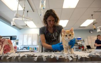 Female veterinarian examining orange kitten on table