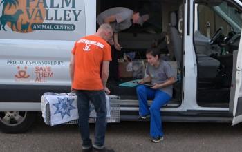 Person wearing orange shirt loading animals into transport van