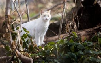 White community cat in woods near down tree