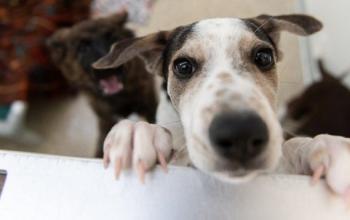 Tan and white puppy with paws on half door