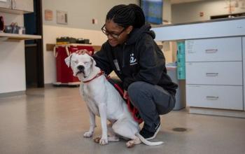 White pit bull dog sitting with woman in black sweatshirt in clinic