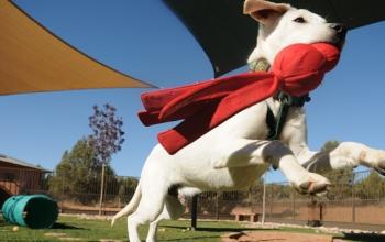 White puppy jumping with red toy in mouth