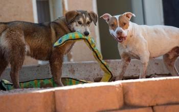 Brown dog with green plush snake toy in its mouth standing face to face with white and brown dog