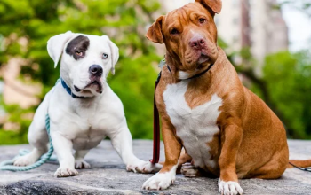 two dogs tilting heads