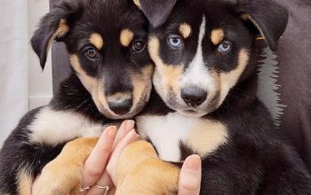 person holding two black and white puppies in a room setting