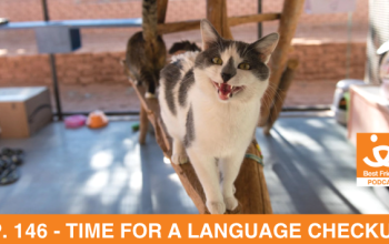 A cat talking and looking into the camera