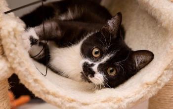 Black and white cat lying in a white carpeted perch