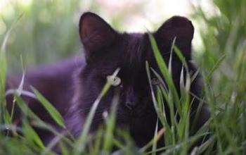 Black, eat-tipped community cat in green grass
