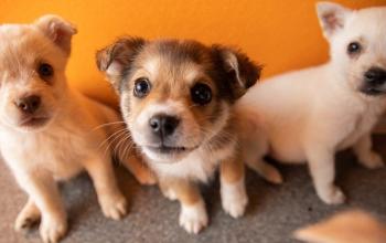 Three puppies in front of orange wall