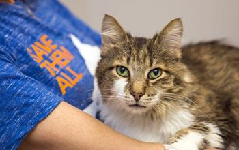 Reduced Fee Adoptions: Why They Work