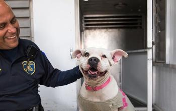 Animal control officer petting a smiling pit-bull type dog