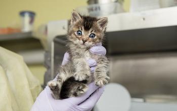 Person wearing gloves and a protective gown holding a little tabby kitten