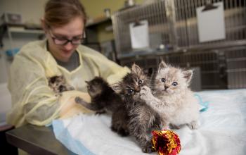 Kittens on a table pawing at each other, with a scrubbed in employee behind them.