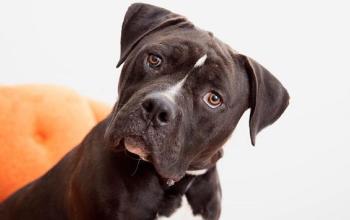 Black pit bull type dog with white fur on chest looking at camera and sitting on orange chair
