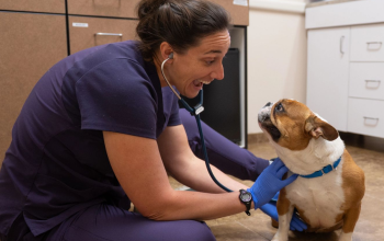 Female doctor sitting on the floor with a dog and using a stethoscope