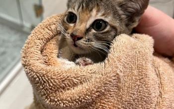 Foster kitten wrapped in a towel.