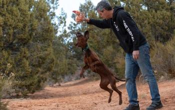 Brown hound dog jumping at toy held by man in a black Best Friends sweatshirt