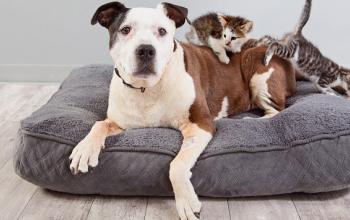 Black and white dog lying on gray dog bed with kittens on back