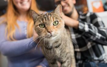 Torbie cat looking at the camera with a man and woman behind her