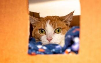 Orange cat on blue blanket lying in an orange box