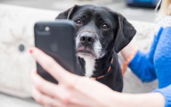 Dog looking at and sniffing phone