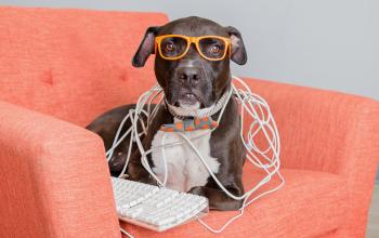 Black and white dog wearing orange glasses and a polka-dot bow tie, tangled in computer cables, sitting on an pink chair with a keyboard.