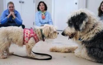 A small dog nose-to-nose with a larger dog who is laying down with people watching in the background