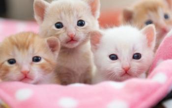 Four small kittens looking at the camera on a pink and white spotted blanket