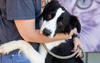 Black and white dog with front paw around a person wearing a dark gray shirt&#039;s waist