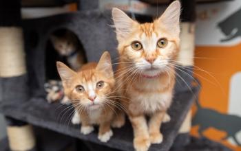 Two orange and white kittens on gray cat tree