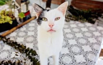 white cat with black outdoors on porch table