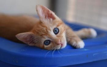 Orange kitten lying on a blue plastic tub