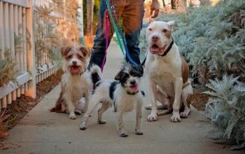 Three dogs on leashes standing together outside