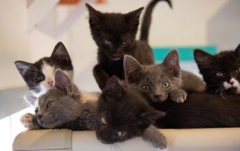 Six kittens lying on cat bed