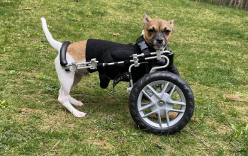 Small white and brown dog in wheelchair