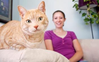 Woman in purple shirt looking at orange and white cat lying in front of her on couch