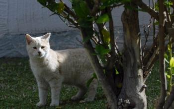 White cat standing in grass behind a tree