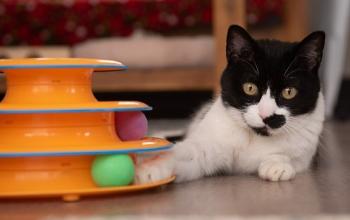Black and white cat lying next to orange toy with green ball 
