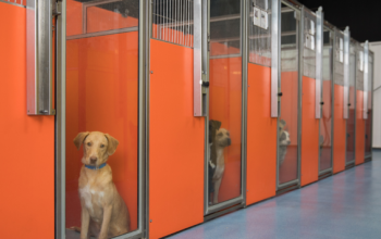 A row of dogs in kennels in a pet adoption center