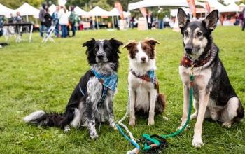 Three dogs sitting together in the grass